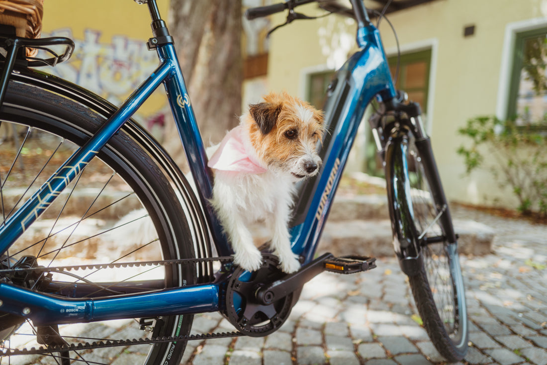 🎯 Large gamme de modèles